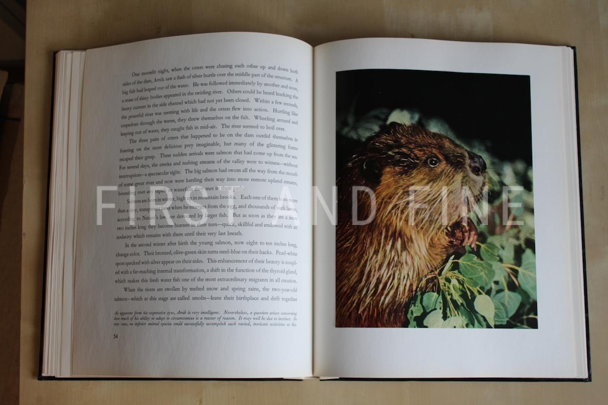 Disney, Walt (1950s) 'Walt Disney's Beaver Valley', US signed and inscribed first edition - Image 6