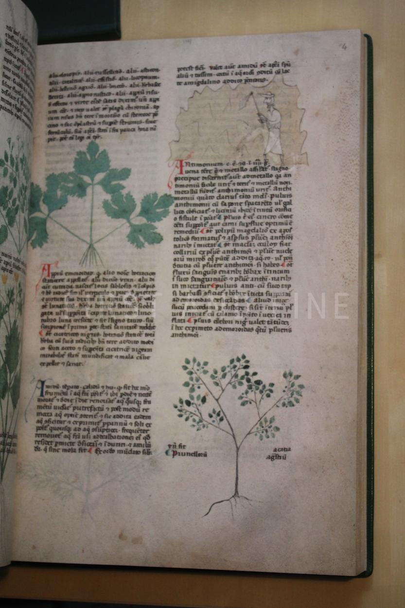 Tractatus de Herbis (2003), Folio Society limited edition - Image 8