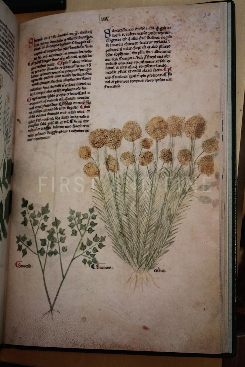 Tractatus de Herbis (2003), Folio Society limited edition - Image 9