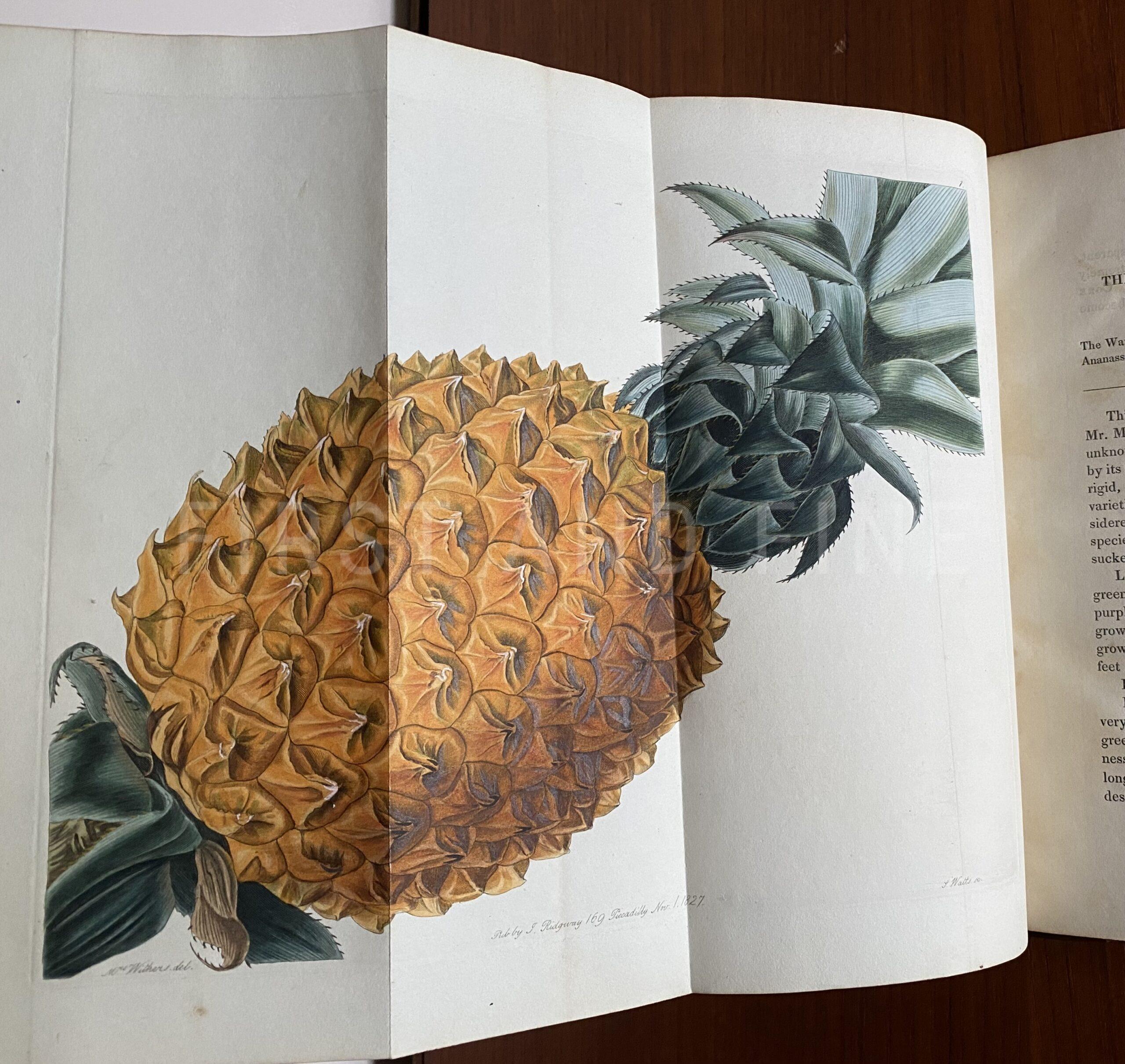 Lindley, John (1828) 'The Pomological Magazine: or Figures and Descriptions of the most Important Varieties of Fruit Cultivated in Great Britain' Vol I - Image 2