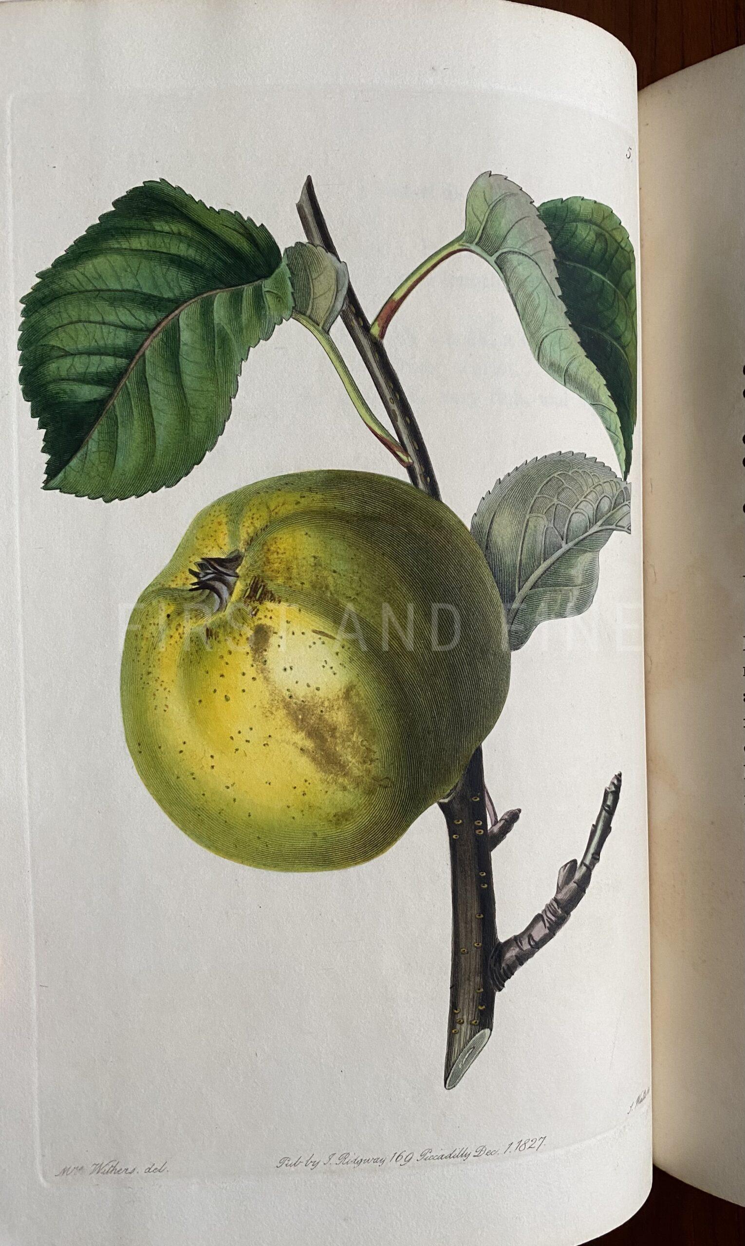 Lindley, John (1828) 'The Pomological Magazine: or Figures and Descriptions of the most Important Varieties of Fruit Cultivated in Great Britain' Vol I - Image 3