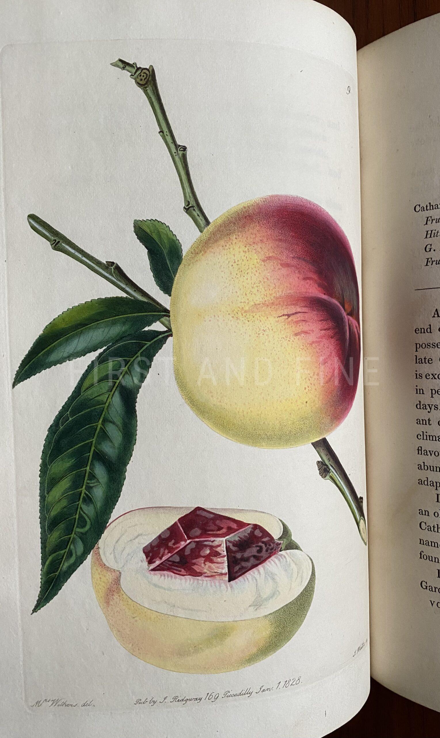 Lindley, John (1828) 'The Pomological Magazine: or Figures and Descriptions of the most Important Varieties of Fruit Cultivated in Great Britain' Vol I - Image 4