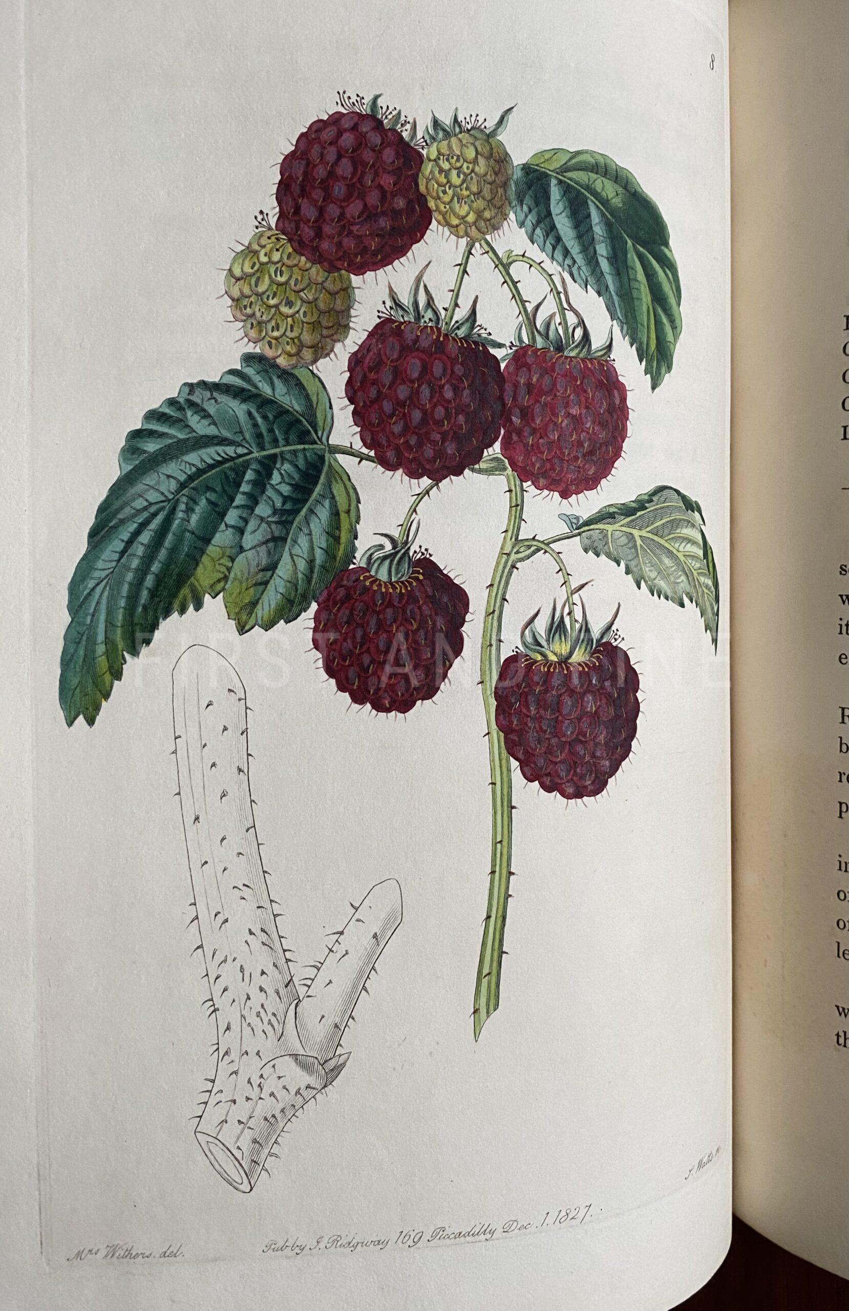 Lindley, John (1828) 'The Pomological Magazine: or Figures and Descriptions of the most Important Varieties of Fruit Cultivated in Great Britain' Vol I - Image 5