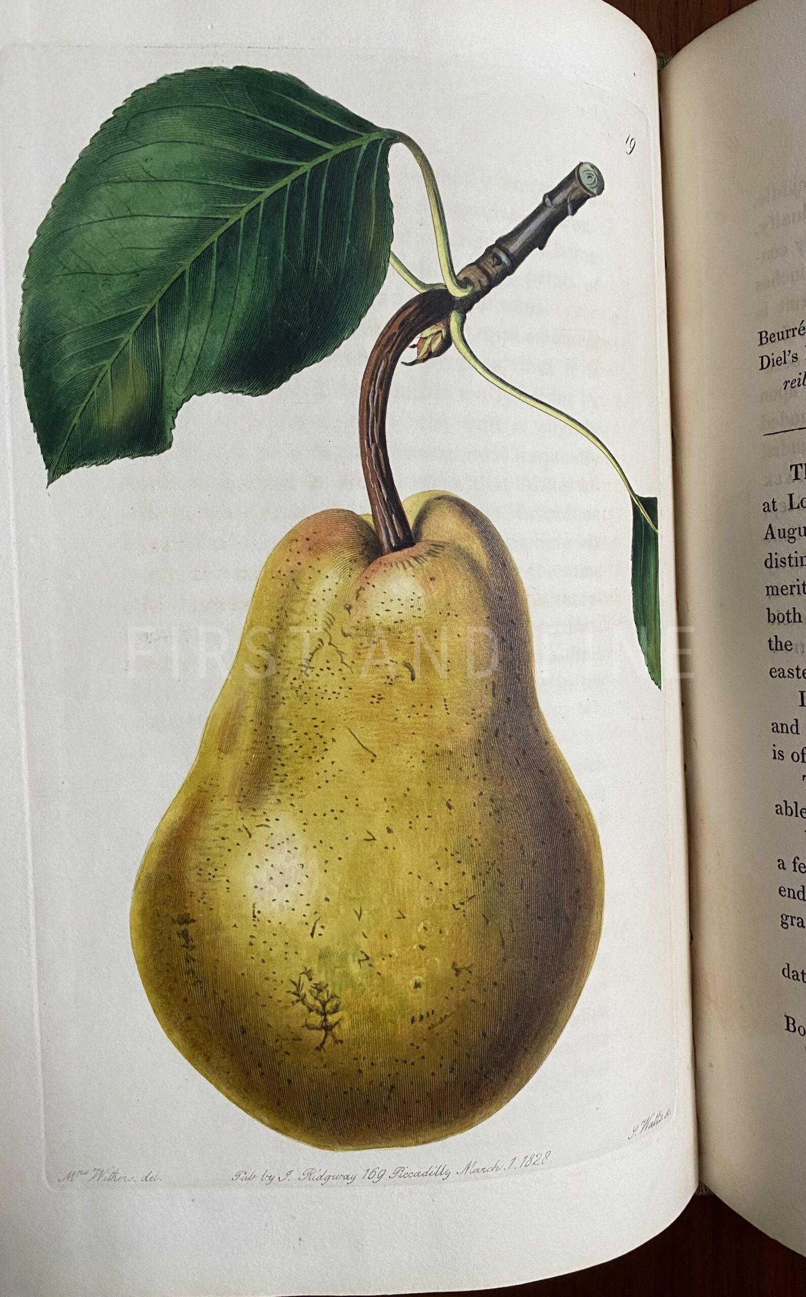 Lindley, John (1828) 'The Pomological Magazine: or Figures and Descriptions of the most Important Varieties of Fruit Cultivated in Great Britain' Vol I - Image 6