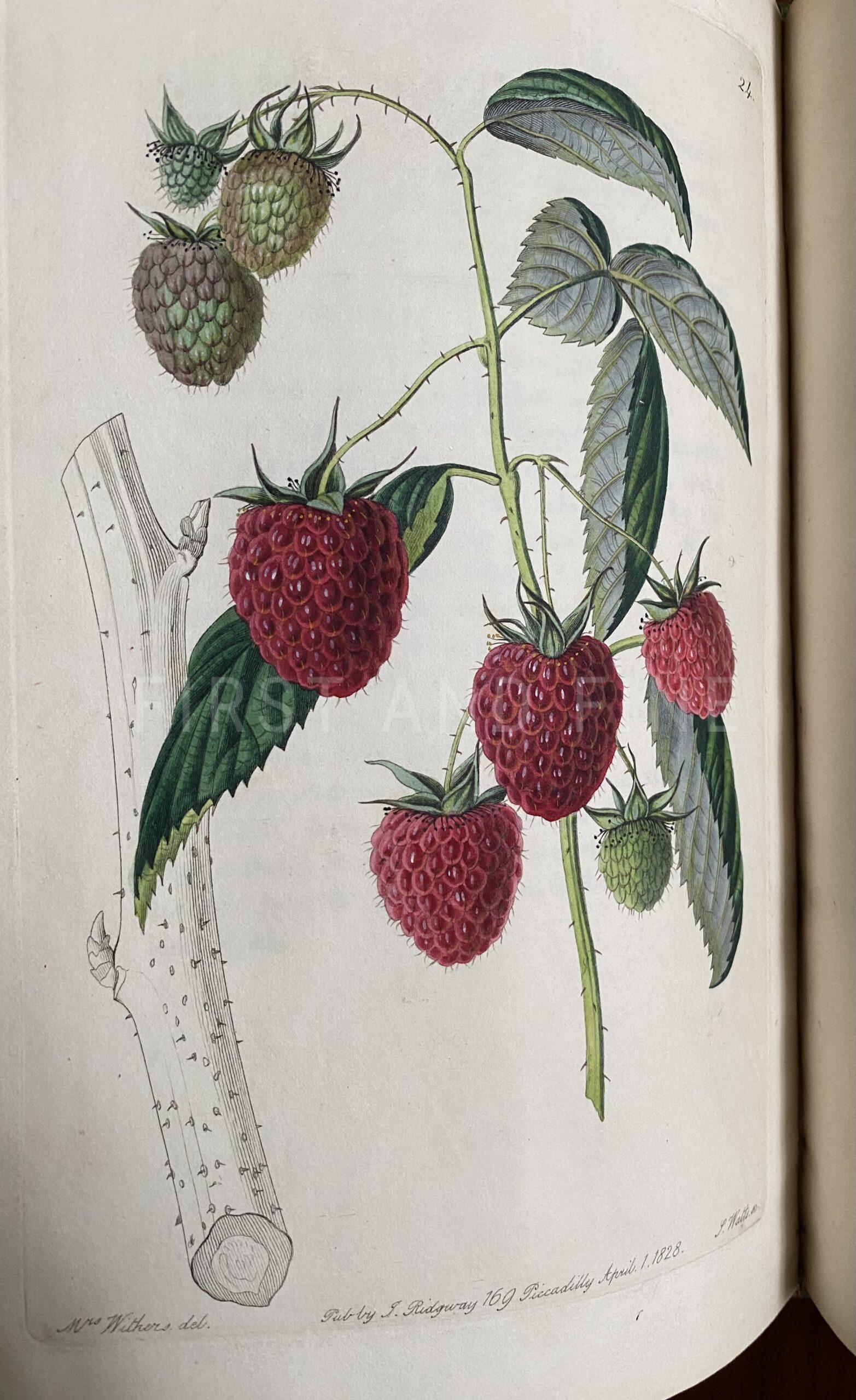 Lindley, John (1828) 'The Pomological Magazine: or Figures and Descriptions of the most Important Varieties of Fruit Cultivated in Great Britain' Vol I - Image 7