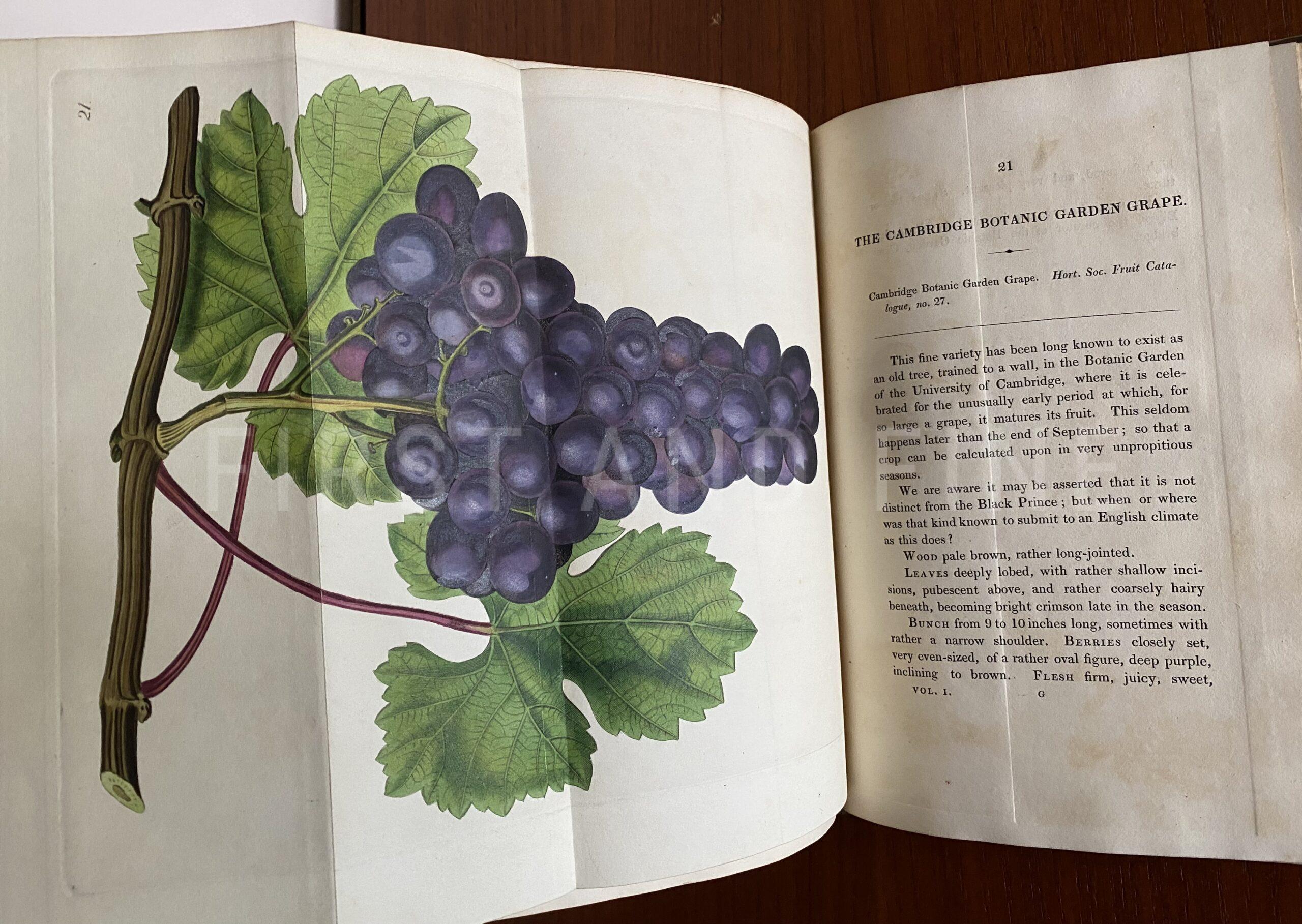 Lindley, John (1828) 'The Pomological Magazine: or Figures and Descriptions of the most Important Varieties of Fruit Cultivated in Great Britain' Vol I - Image 8