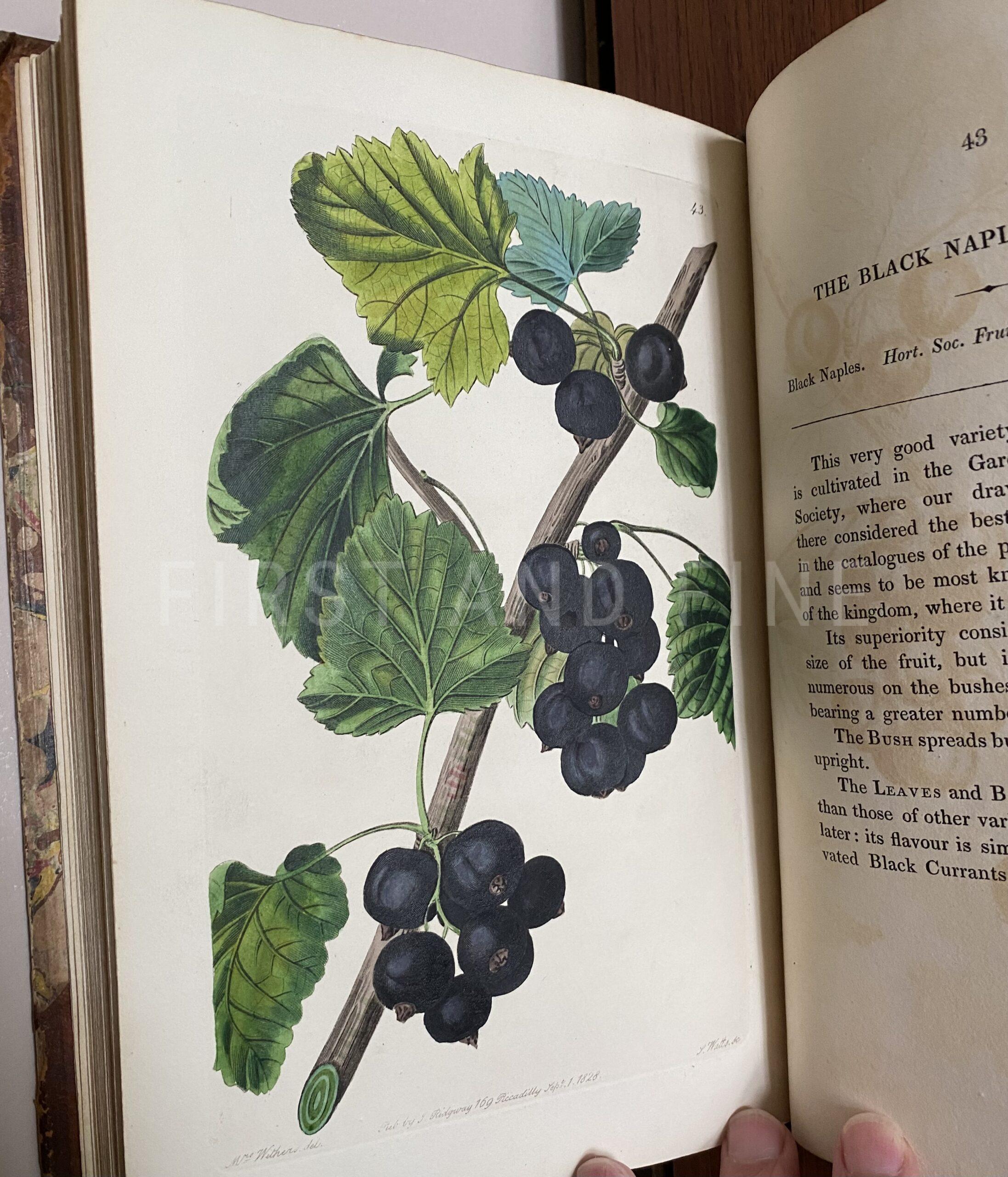 Lindley, John (1828) 'The Pomological Magazine: or Figures and Descriptions of the most Important Varieties of Fruit Cultivated in Great Britain' Vol I - Image 9