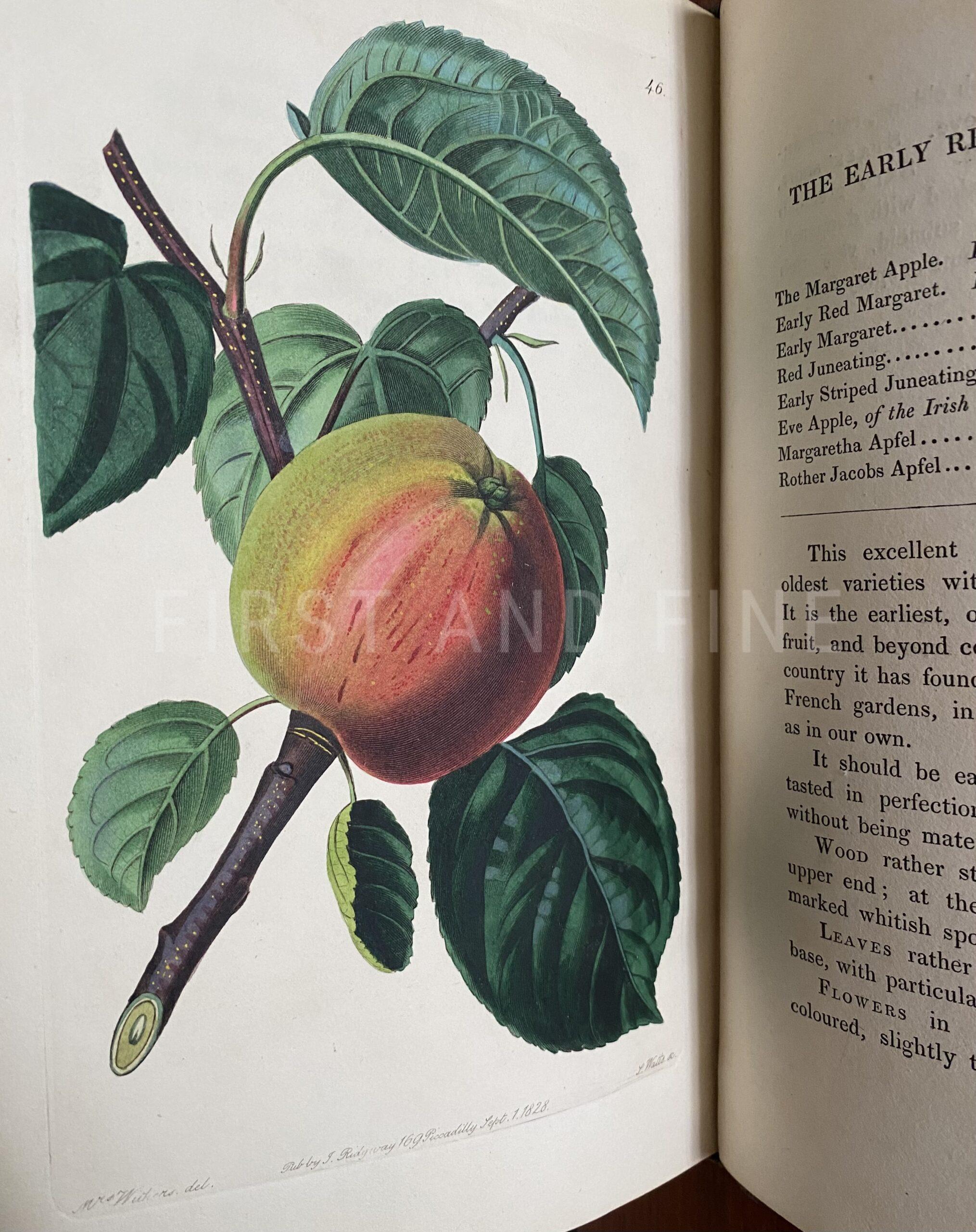 Lindley, John (1828) 'The Pomological Magazine: or Figures and Descriptions of the most Important Varieties of Fruit Cultivated in Great Britain' Vol I - Image 10
